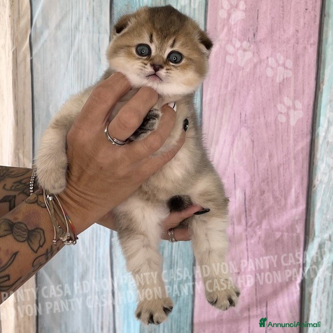 Scottish gatti in vendita: Cucciole Scottish Fold - Annuncio 17