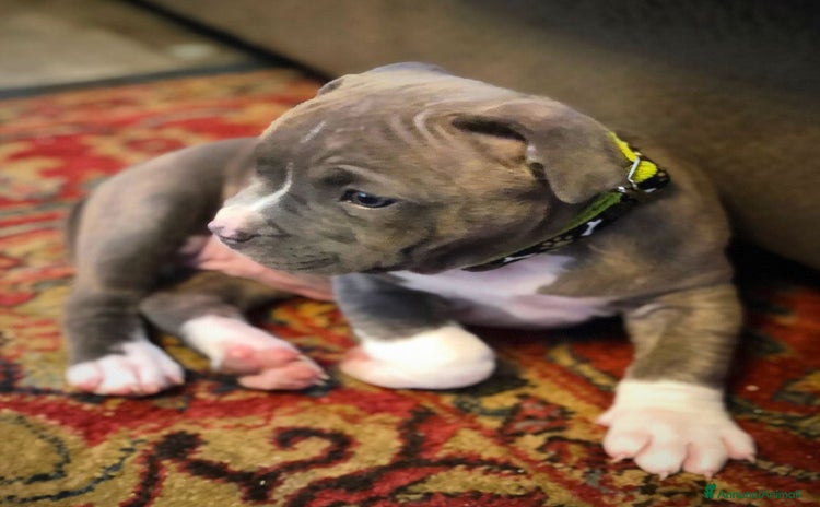 Pitbull cani a Città Metropolitana di Napoli - Annuncio 16