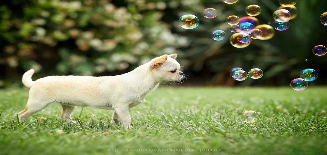 Immagine della galleria {{count}}