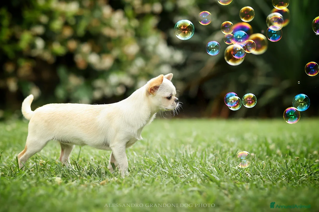 Immagine della galleria {{count}}