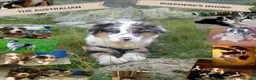 Australian Shepherd cani per accoppiamento: Pastore australiano per accoppiamento  - Annuncio 4