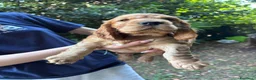 Cocker cani in vendita: Cuccioli Cocker Spaniel a Provincia di Vicenza - Annuncio 3