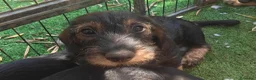 Bassotto cani in vendita: Cuccioli di bassotto a pelo duro - Annuncio 8