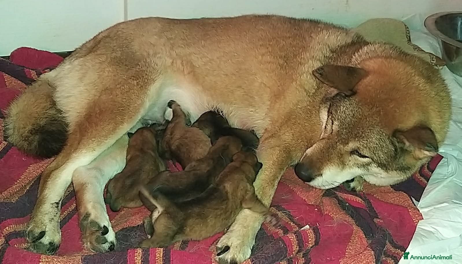 Shikoku cani Cuccioli di shikoku ken - Annuncio 2