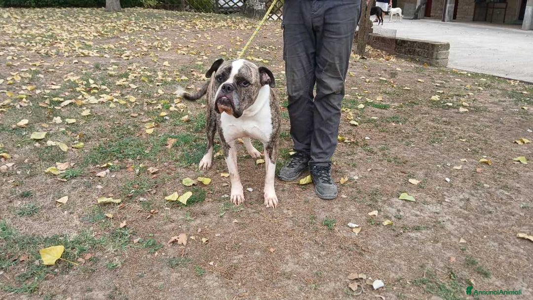 Bulldog cani in regalo: ETTORE AMERICAN BULLDOG STA CERCANDO CASA - Annuncio 4