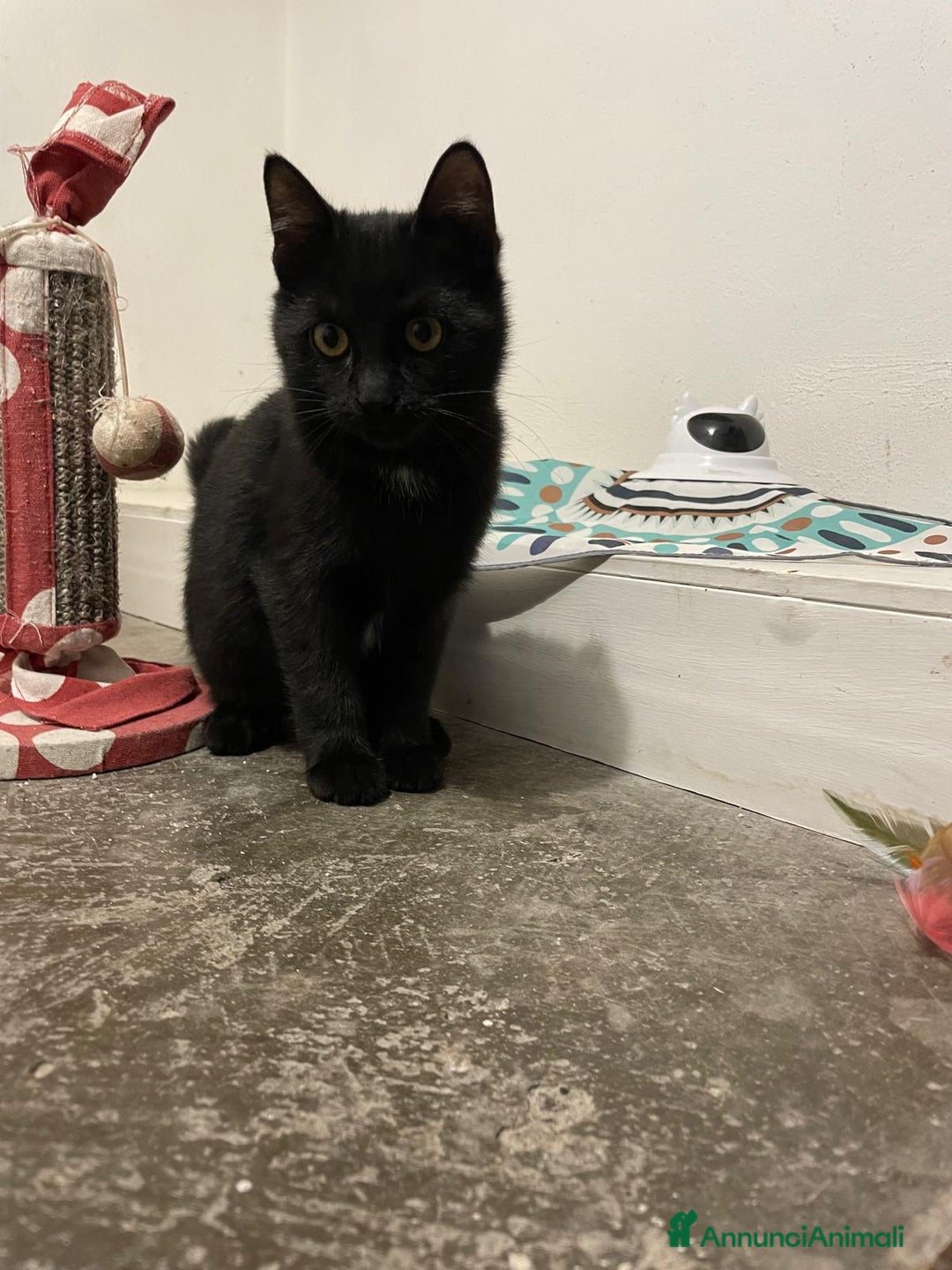 Europeo gatti in regalo: MADAME, bellissima gattina cerca casa! - Annuncio 4