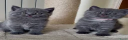 Scottish gatti in vendita: Scottish fold e straight  - Annuncio 5