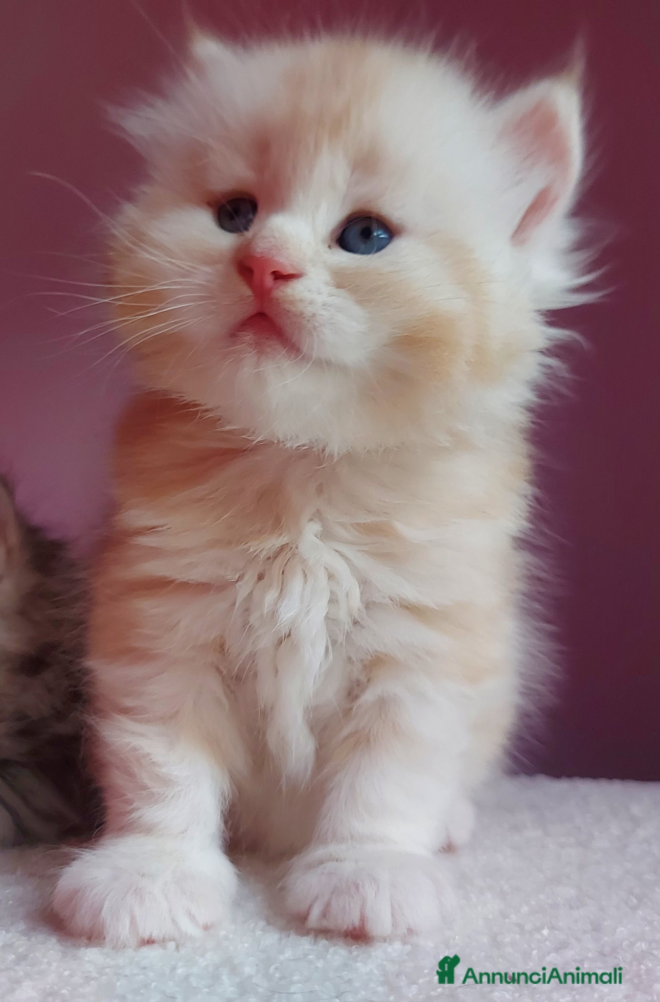 Siberiano gatti Cuccioli di gatto Siberiano Certificati  - Annuncio 7