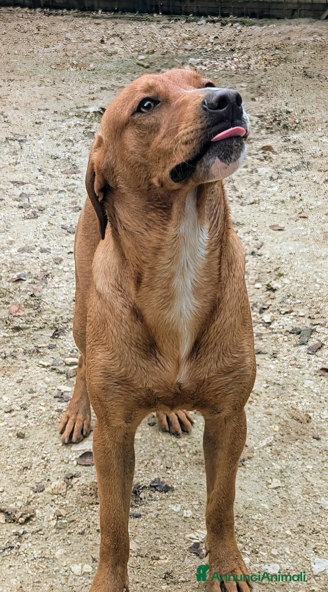 Meticcio cani in regalo: ADOTTA IL TENERO CORFU' - Annuncio 2