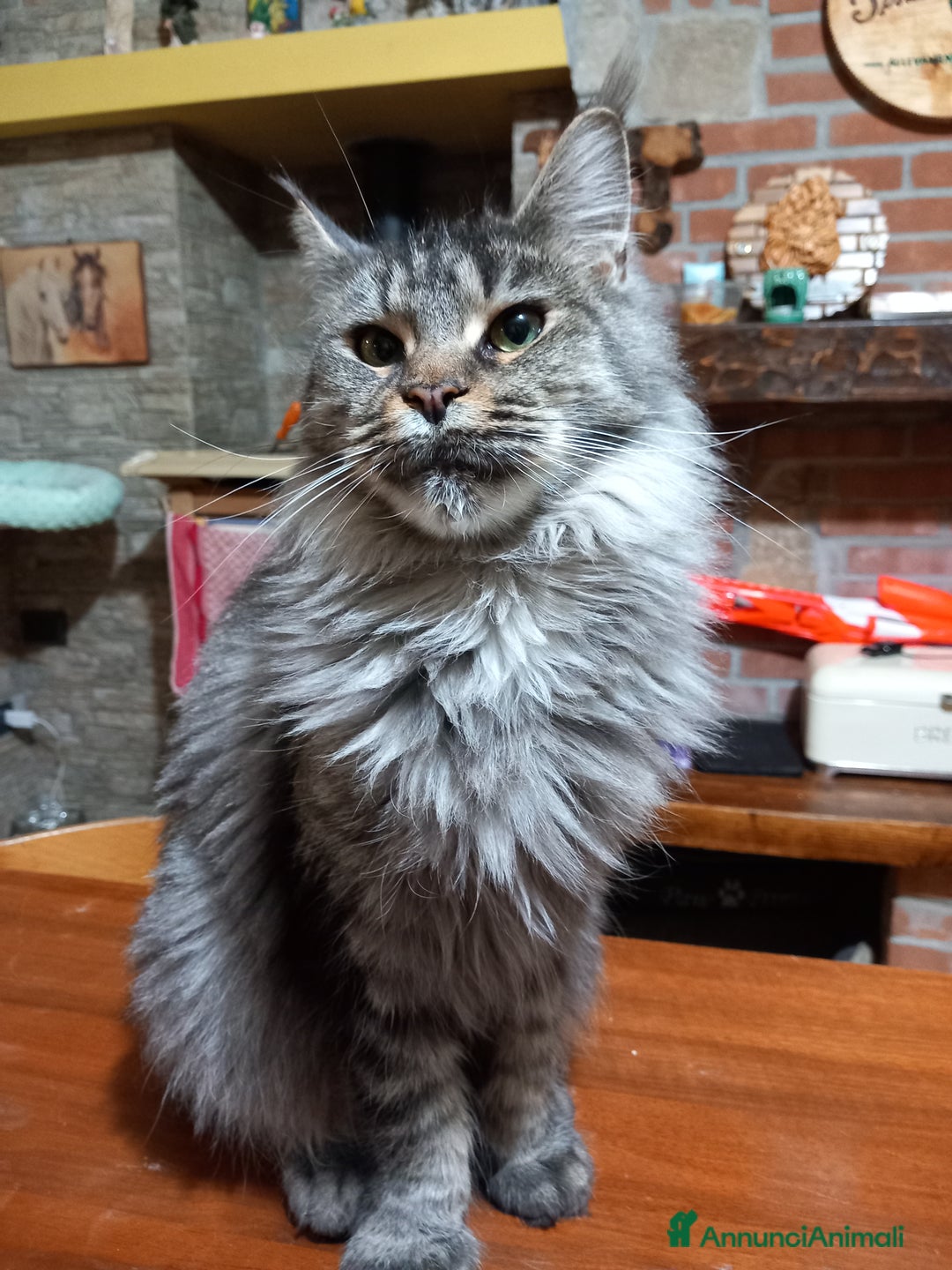 Immagine della galleria {{count}}