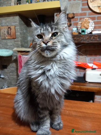 Immagine della galleria {{count}}