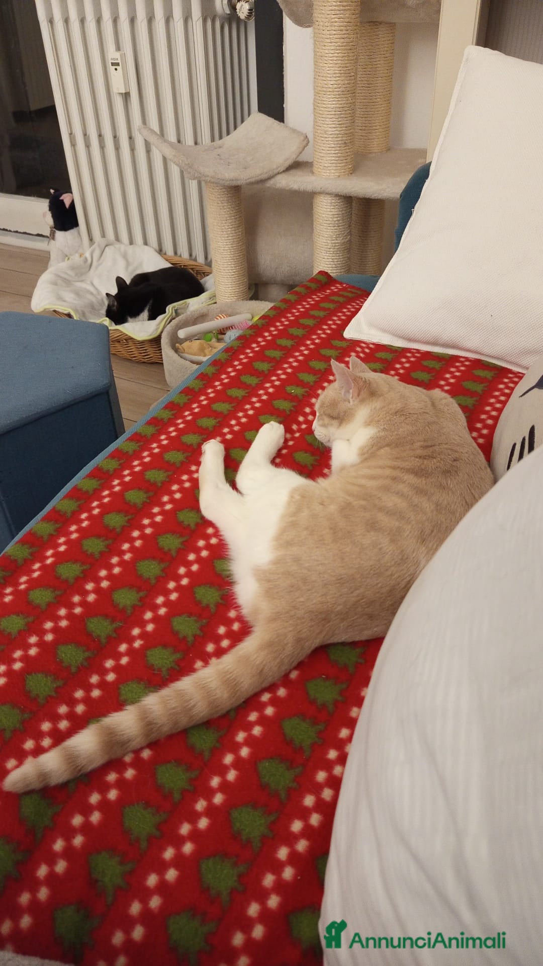 Meticcio gatti in regalo: DOLCISSIMA GATTINA DA ADOTTARE - Annuncio 6