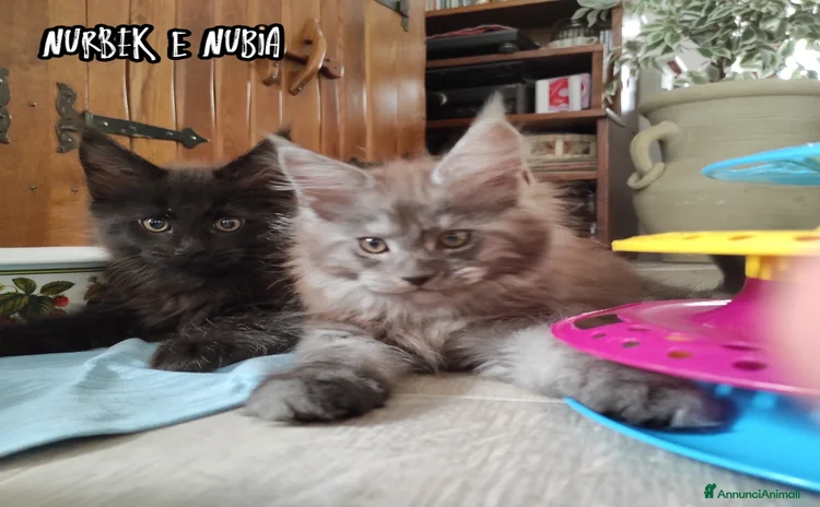 Maine Coon gatti a Provincia di Massa e Carrara - Annuncio 11