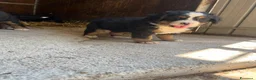 Bovaro del Bernese cani in vendita: Cucciolo bovaro del bernese  a Provincia di Salerno - Annuncio 3