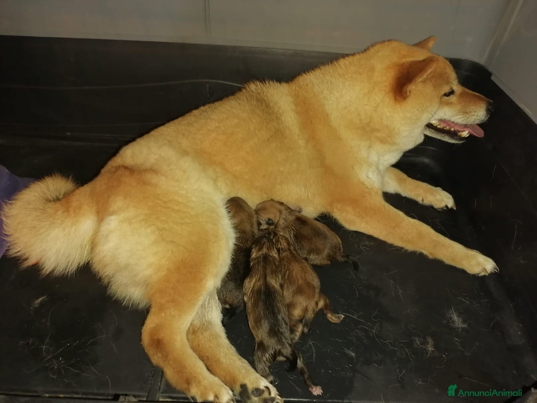 Immagine della galleria {{count}}