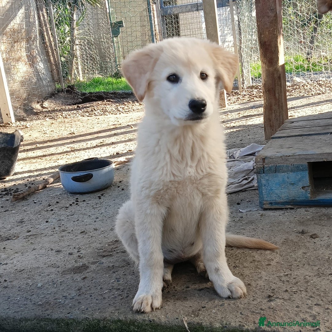 Meticcio cani in regalo: Una famiglia per la dolce Keila  - Annuncio 11