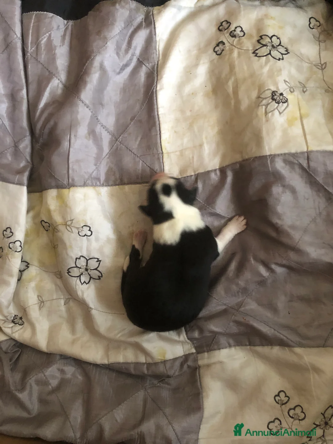 Border Collie cani in vendita: CUCCIOLI DI BORDER COLLIE  - Annuncio 2