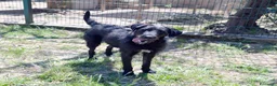 Meticcio cani in regalo: Jerry, bellissimo spinone in adozione - Annuncio 2