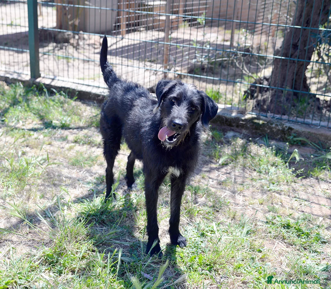 Meticcio cani in regalo: Jerry, bellissimo spinone in adozione - Annuncio 2