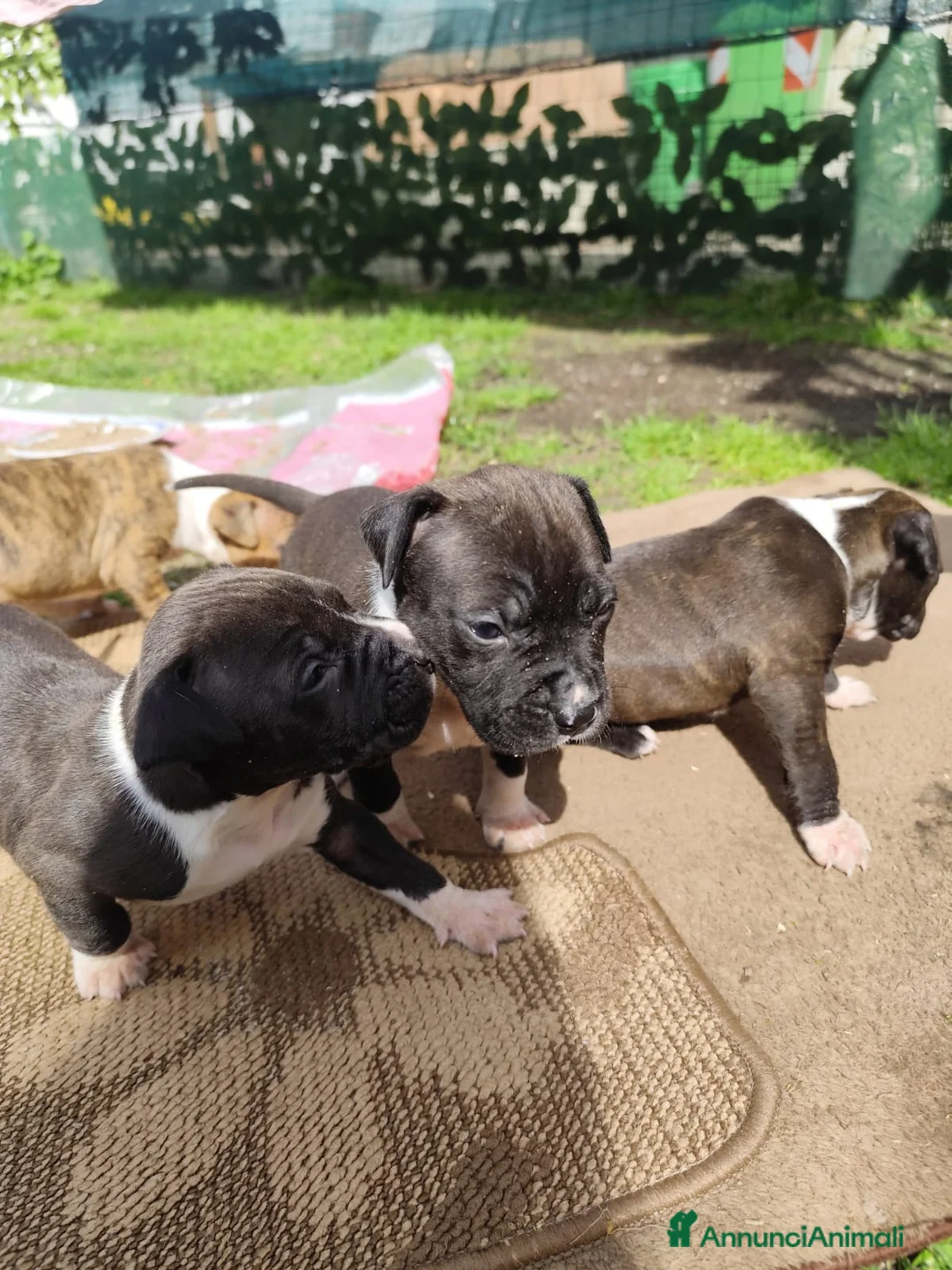 American Staffordshire cani in vendita: Splendidi cuccioli di Amstaff - Annuncio 1
