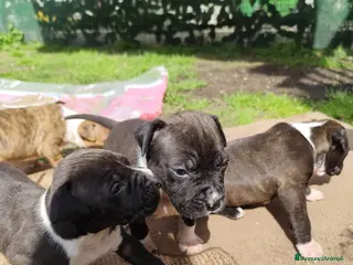 American Staffordshire cani Splendidi cuccioli di Amstaff - Annuncio 1