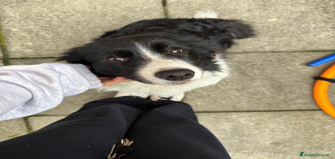 Immagine della galleria {{count}}