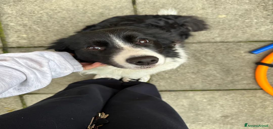 Immagine della galleria {{count}}