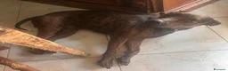 Meticcio cani in regalo: Mix Pinscher tigrato 4anni kg12 viveva soloCASERTA - Annuncio 4