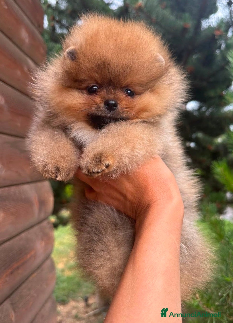 Spitz cani Pomerania Spitz nano  - Annuncio 1