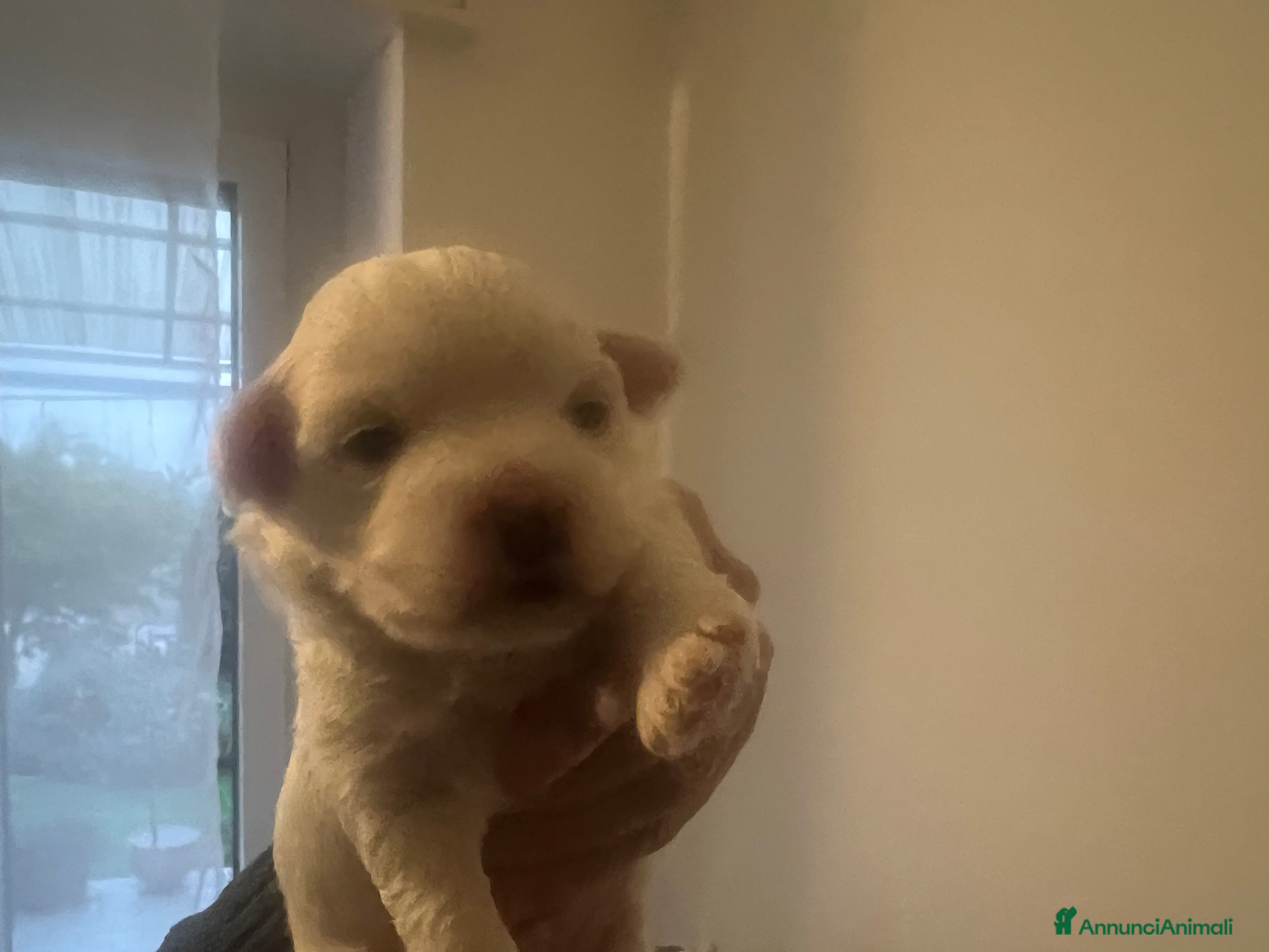 Maltipoo cani MALTIPOO - Annuncio 2