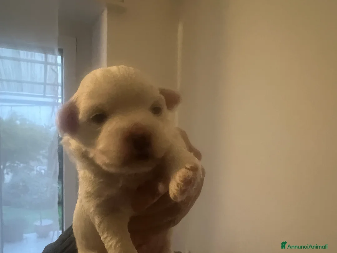 Maltipoo cani in vendita: MALTIPOO - Annuncio 2