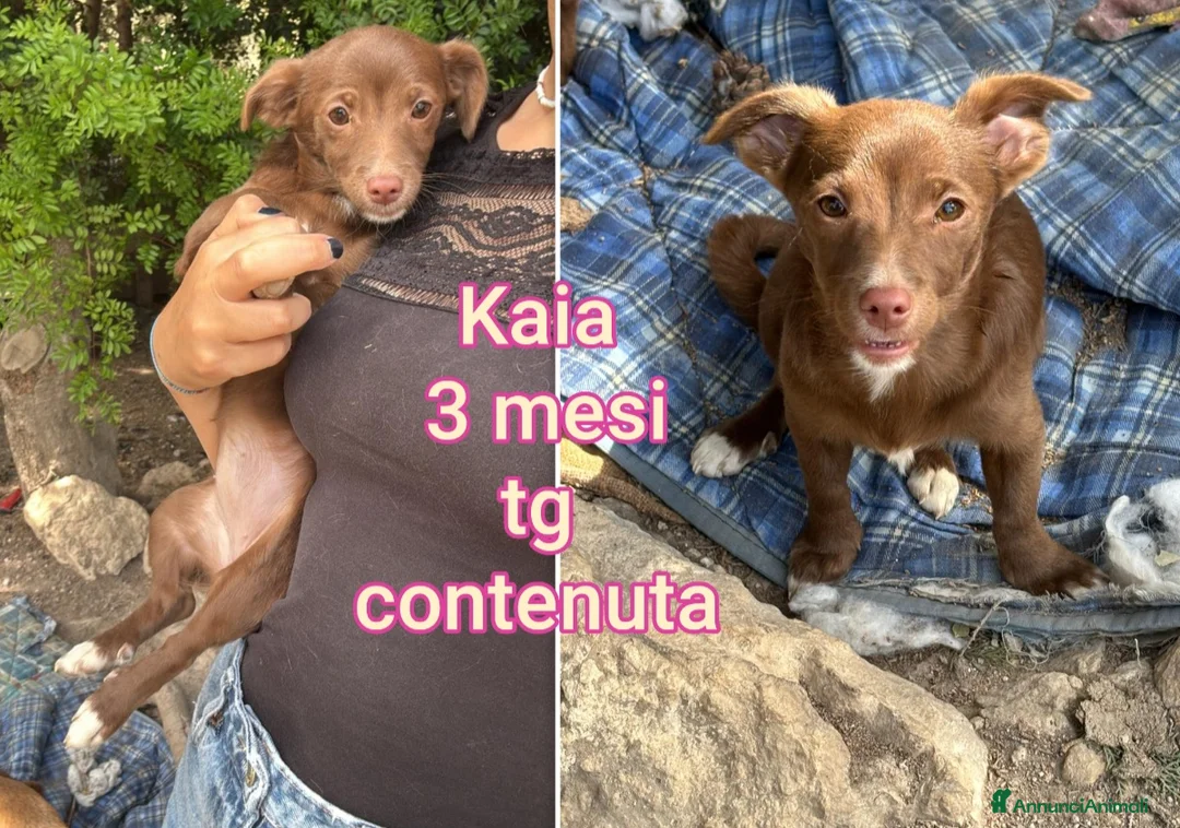 Meticcio cani in regalo: ADOTTA UN CUCCIOLO! a Provincia di Reggio Emilia - Annuncio 2
