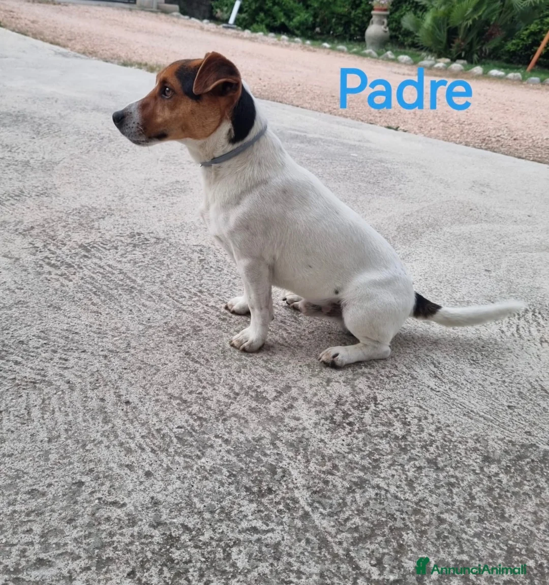Jack Russell cani in vendita: Cuccioli di Jack Russell a Provincia di Teramo - Annuncio 2