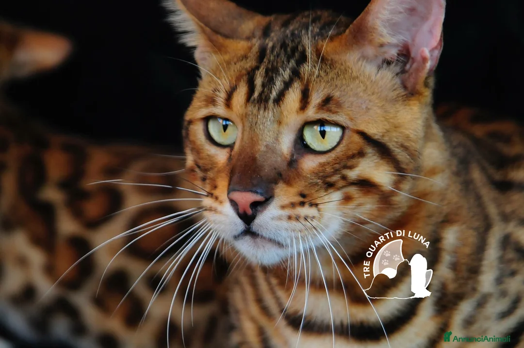 Bengala gatti in vendita: Bengala da Sogno – Cuccioli Selezionati in Italia - Annuncio 4