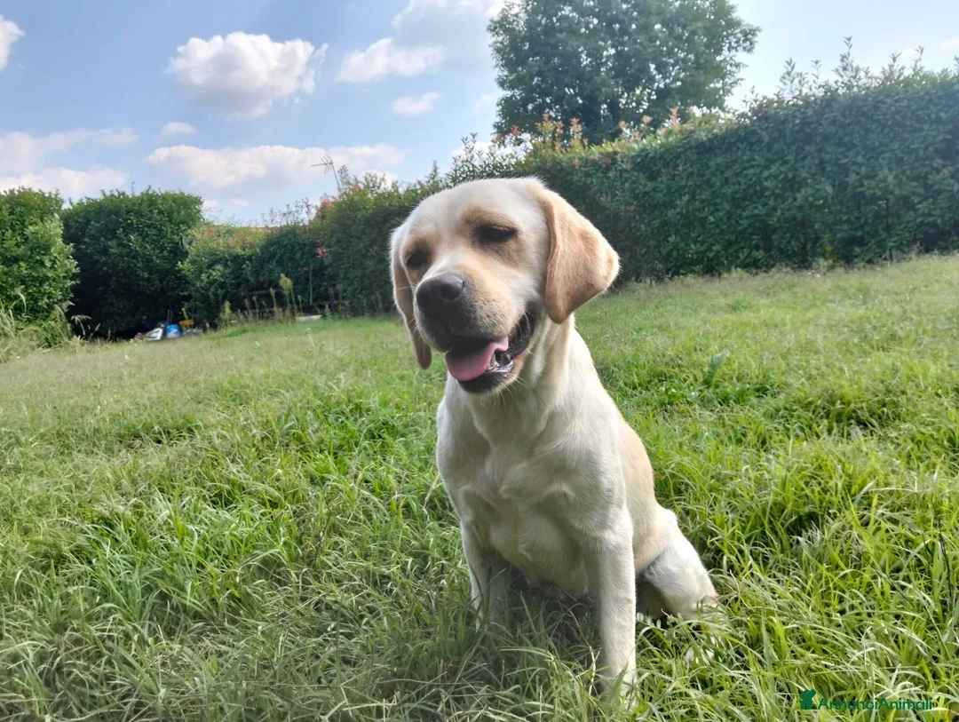 Labrador cani in regalo: Labrador femmina  a Provincia di Ferrara - Annuncio 1
