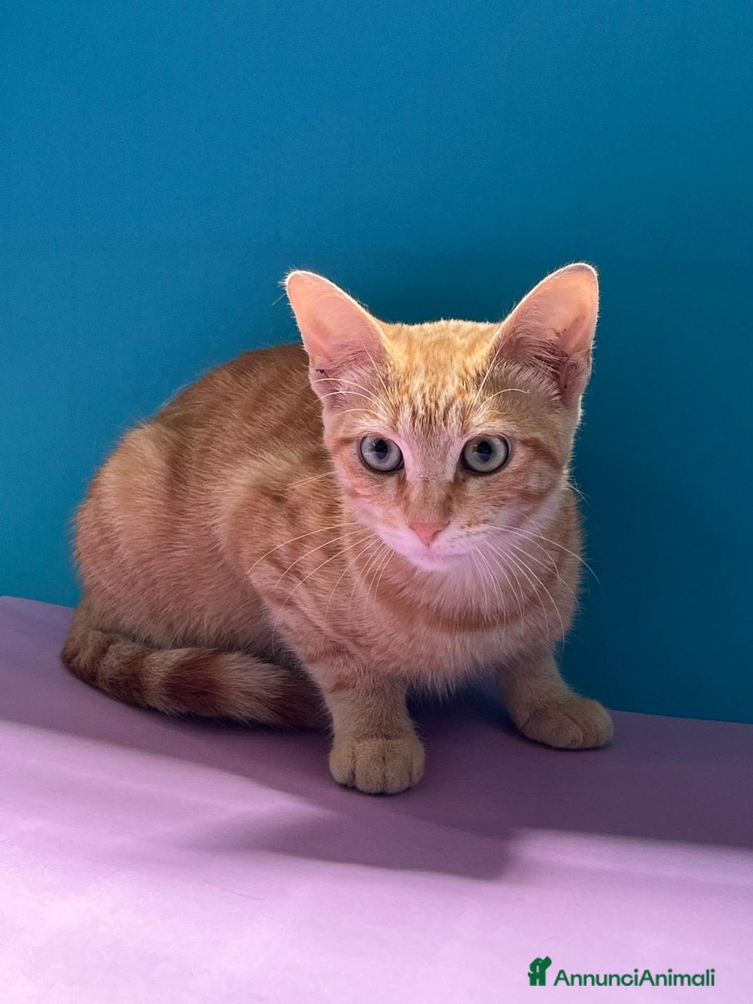 Europeo gatti in regalo: Micino rosso maschio occhi verdi - Annuncio 2