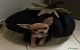 Chihuahua cani in vendita: Chihuahua femmina pedigree pelo corto fawn - Immagine 1