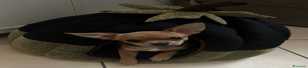 Chihuahua Cucciolo 4