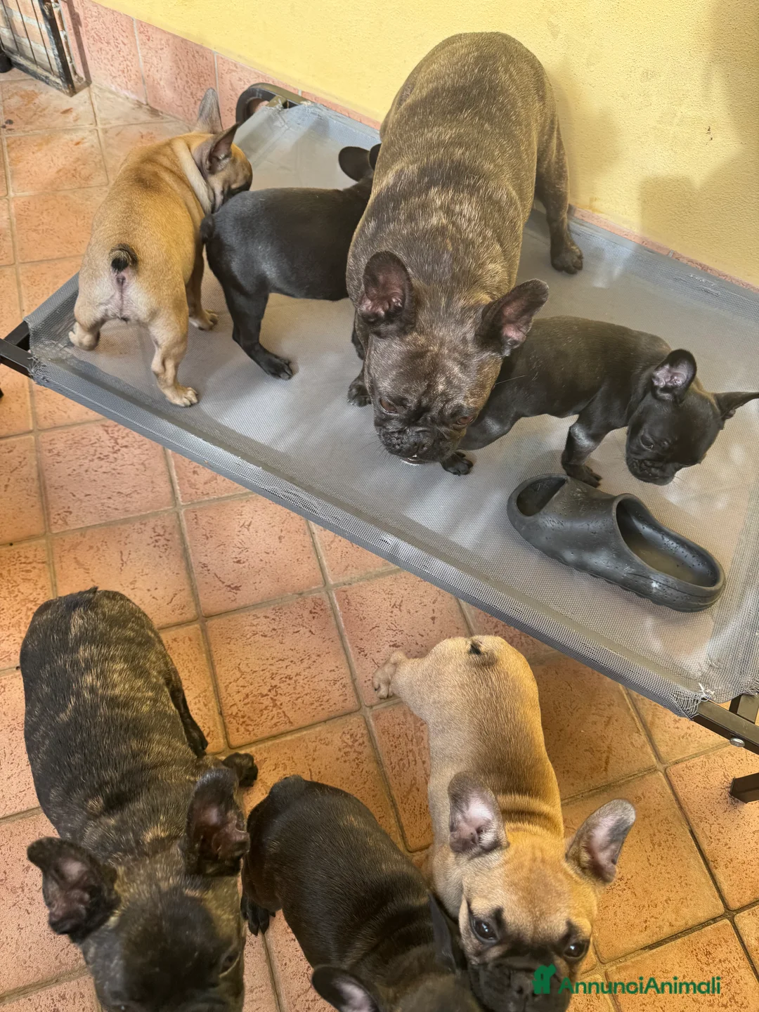 Bulldog Francese cani in vendita: Cucciole di bulldog francesi - Annuncio 3