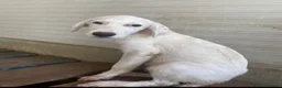 Meticcio cani in regalo: Biancaneve una cucciola in canile  - Annuncio 1