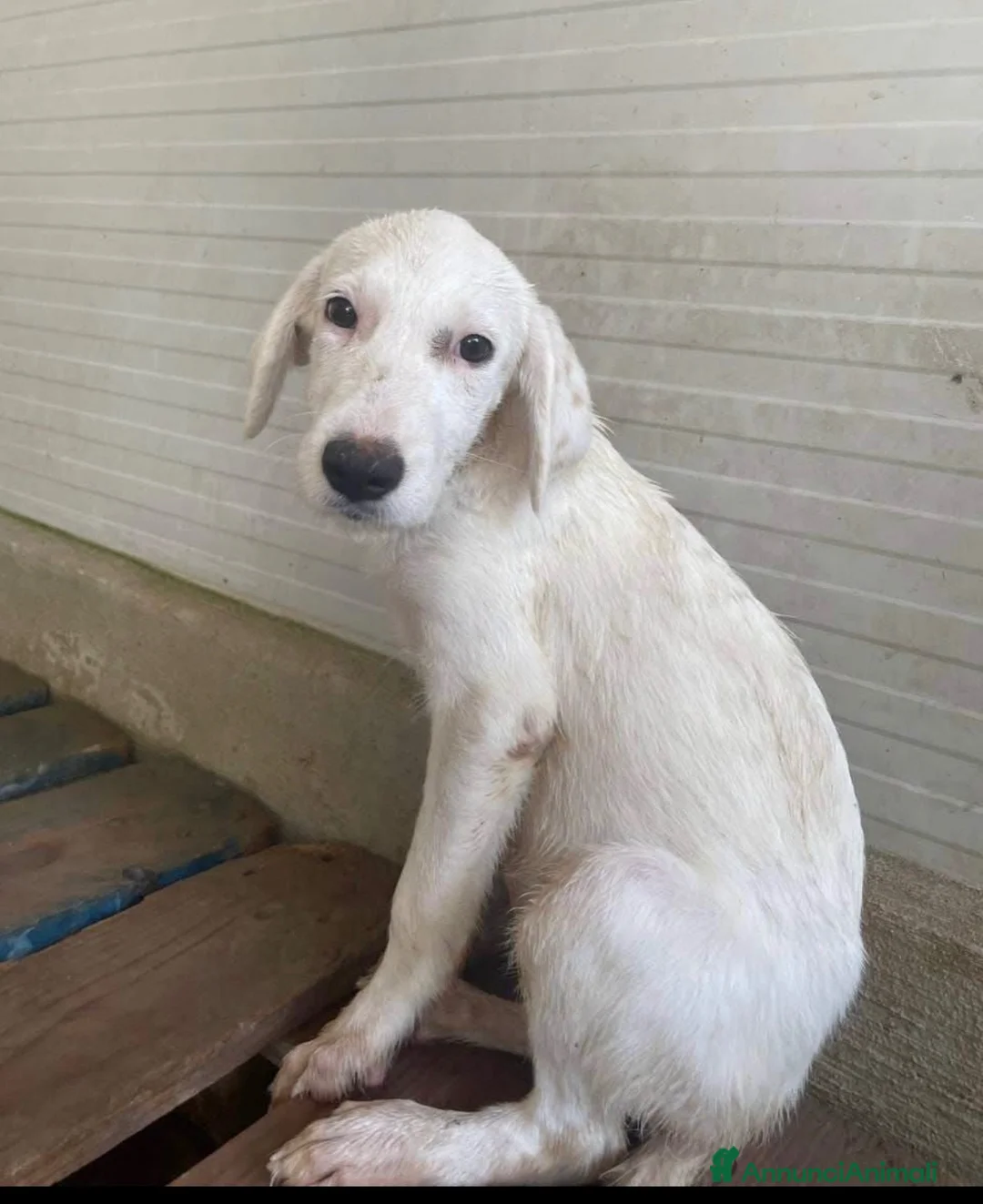 Meticcio cani in regalo: Biancaneve una cucciola in canile  - Annuncio 1