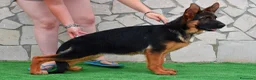 Pastore Tedesco cani in vendita: Allevamento di Terra Scura a Provincia di Salerno - Annuncio 18