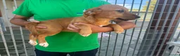 Meticcio cani in regalo: CUCCIOLA TG P - Annuncio 3