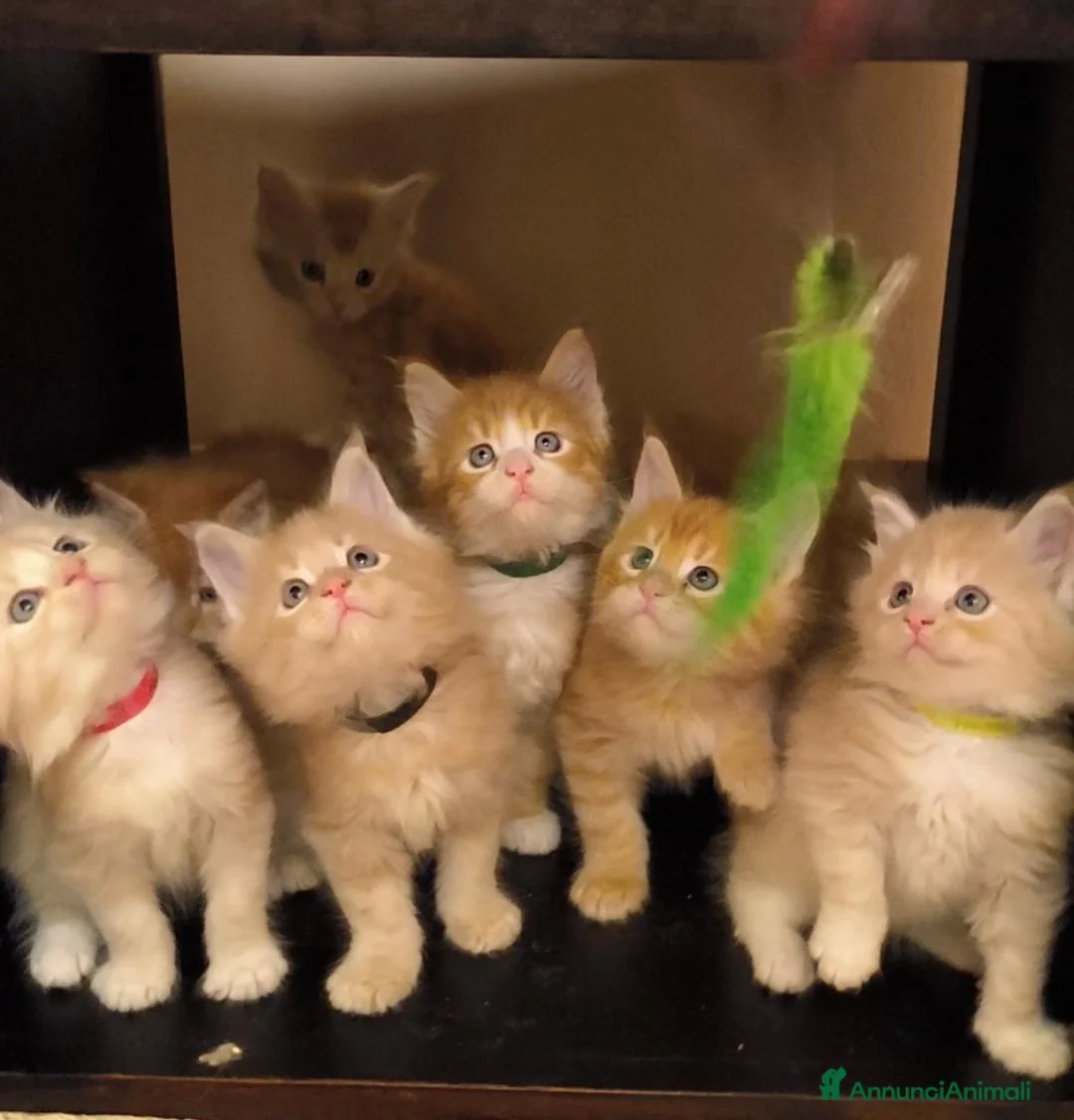 Maine Coon gatti in vendita: Cuccioli Maine Coon - Annuncio 5