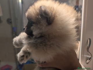 Volpino Pomerania cani Volpino pomerania - Annuncio 8