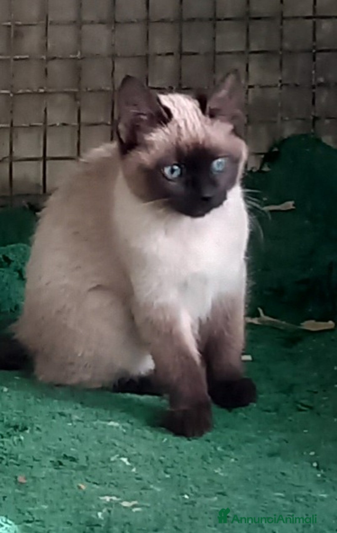 Siamese gatti in vendita: Bellissimi Thai - Annuncio 6