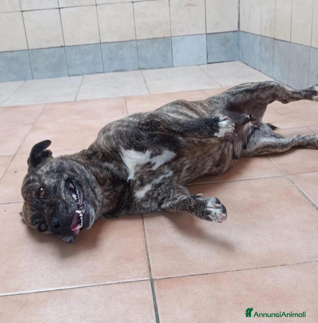 Meticcio cani in regalo: CETTINA simil pit 3 anni cerca casa a Provincia di Latina - Annuncio 2