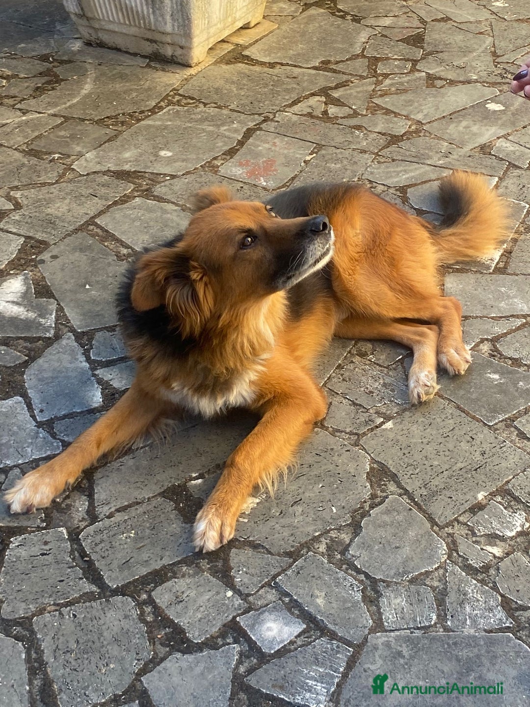 Meticcio cani in regalo: FULMINE 9 anni cerca adozione! - Annuncio 10