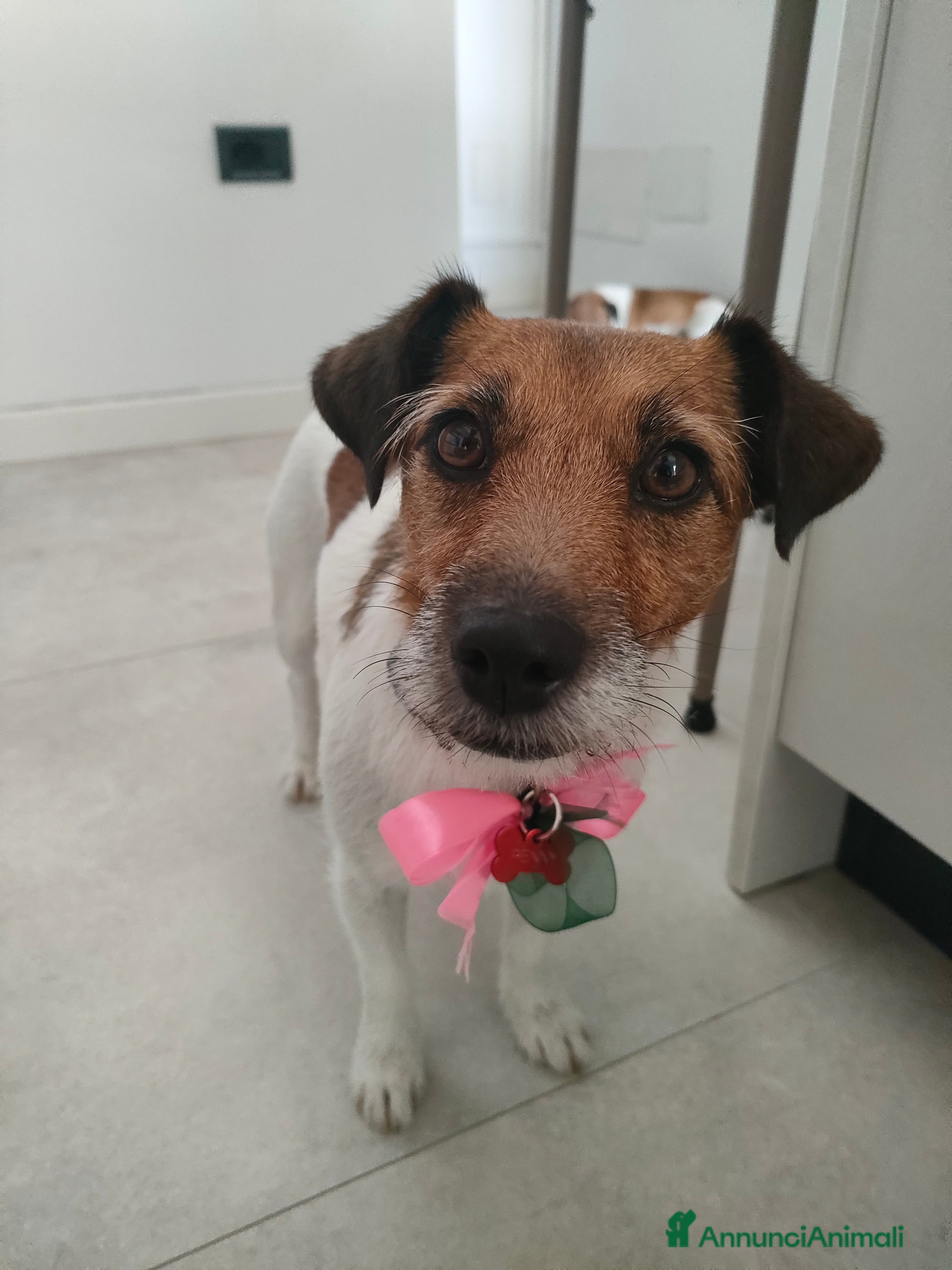 Jack Russell cani Jack Russell Terrier Broken intera 3 anni e mezzo - Annuncio 1