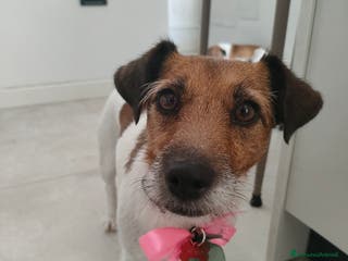Jack Russell cani Jack Russell Terrier Broken intera 3 anni e mezzo - Annuncio 1